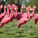 The Meaning Behind Pink Flamingos
