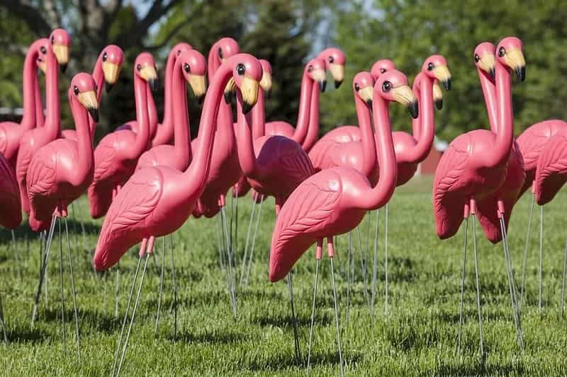 The Meaning Behind Pink Flamingos
